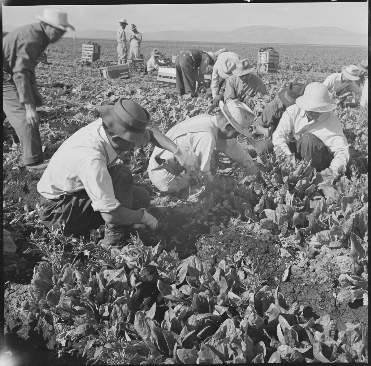 09 Tule Lake Relocation Center Newell California Harvesting spinach NARA 538316